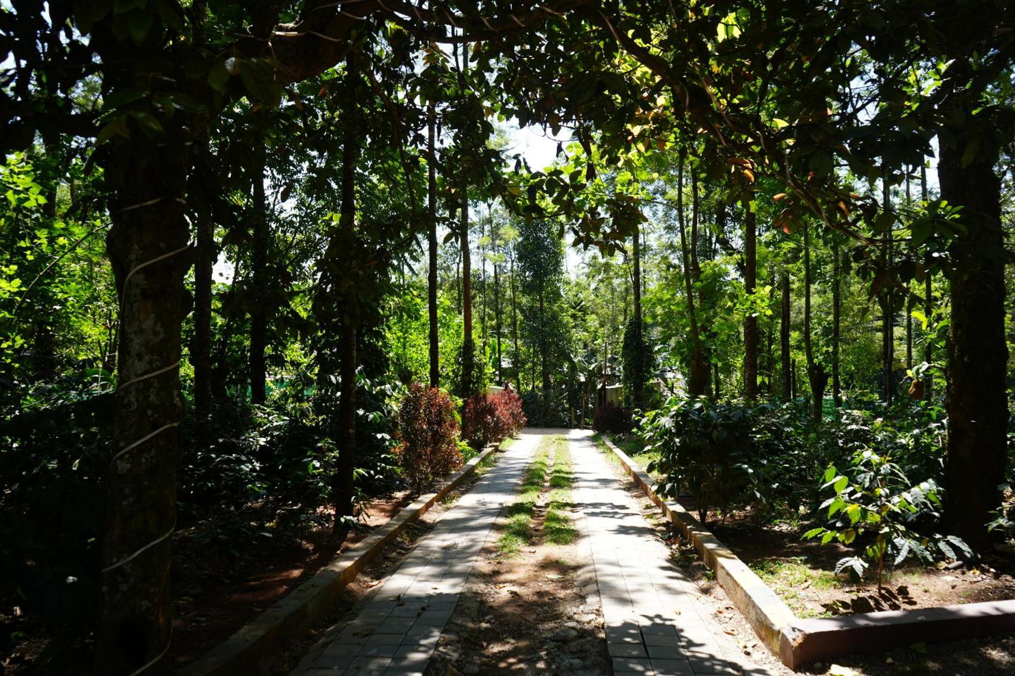 Silver Springs Homestay Chickmagalur Chikmagalūr Exterior foto